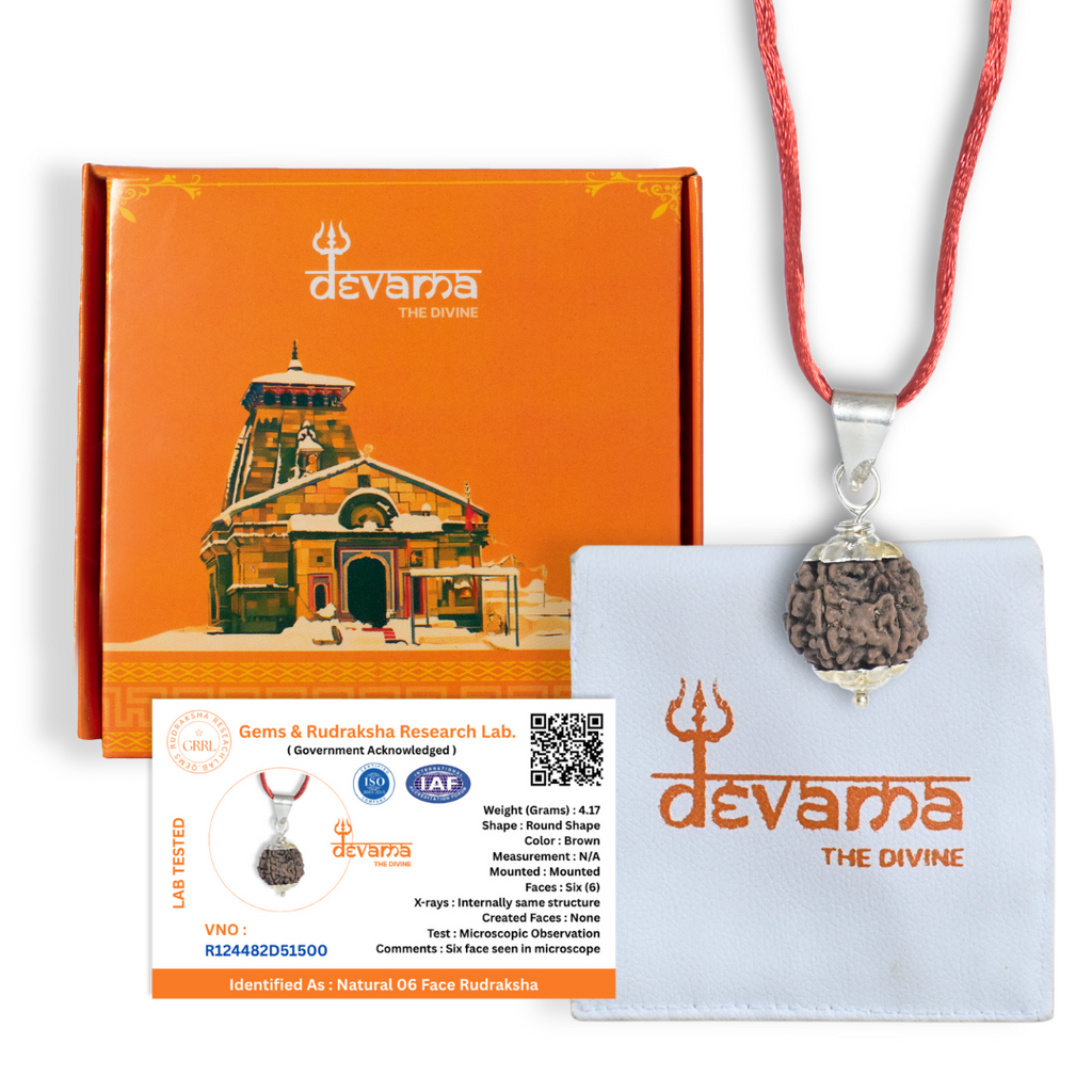 6 Mukhi Rudraksha Original – Certified Kartikeya Bead