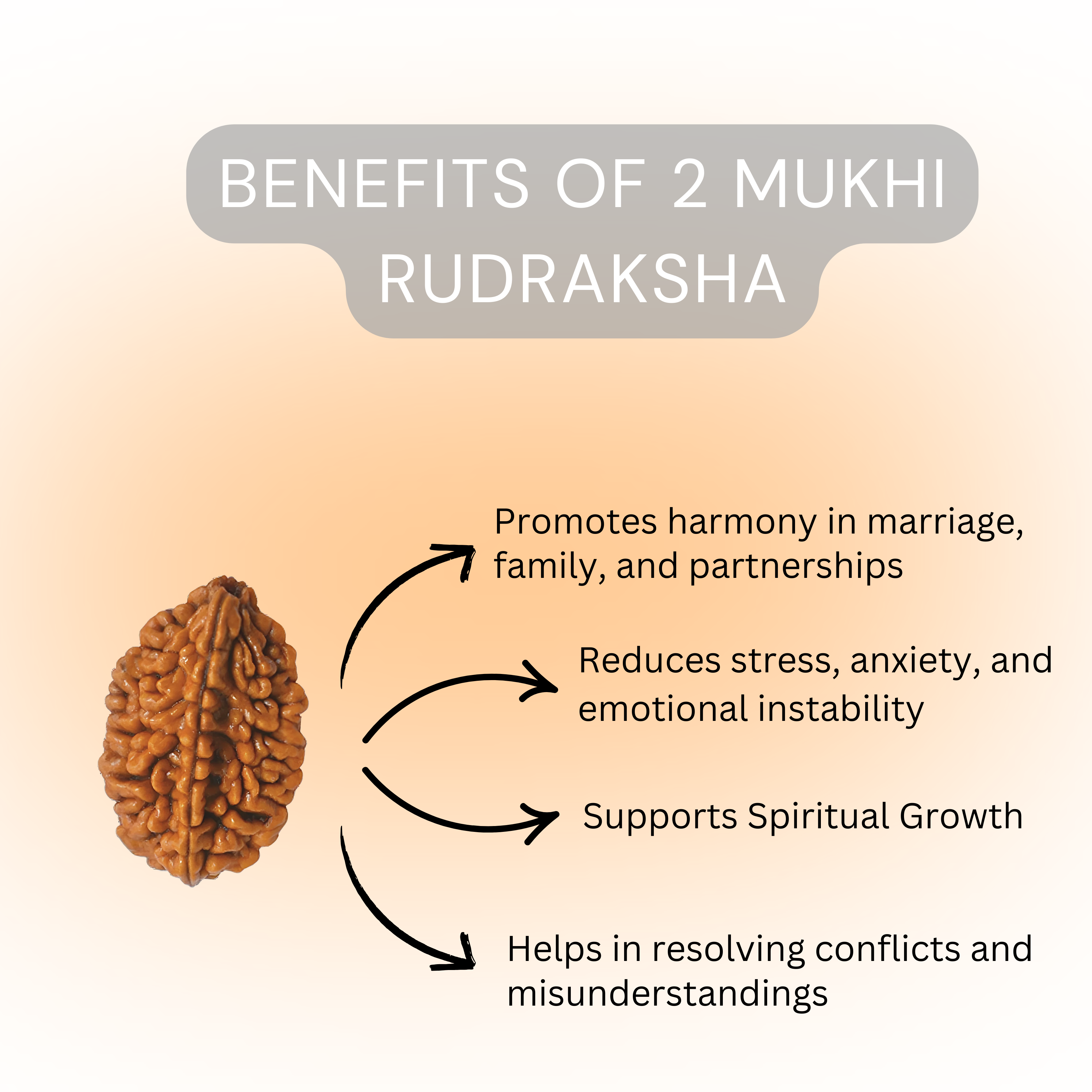 2 Mukhi Rudraksha Original | Two Faced Rudraksh as per Shiva Purana | Ardhanarishwar Form | Recommended for Relationship Issues, Stress & Emotional Stability