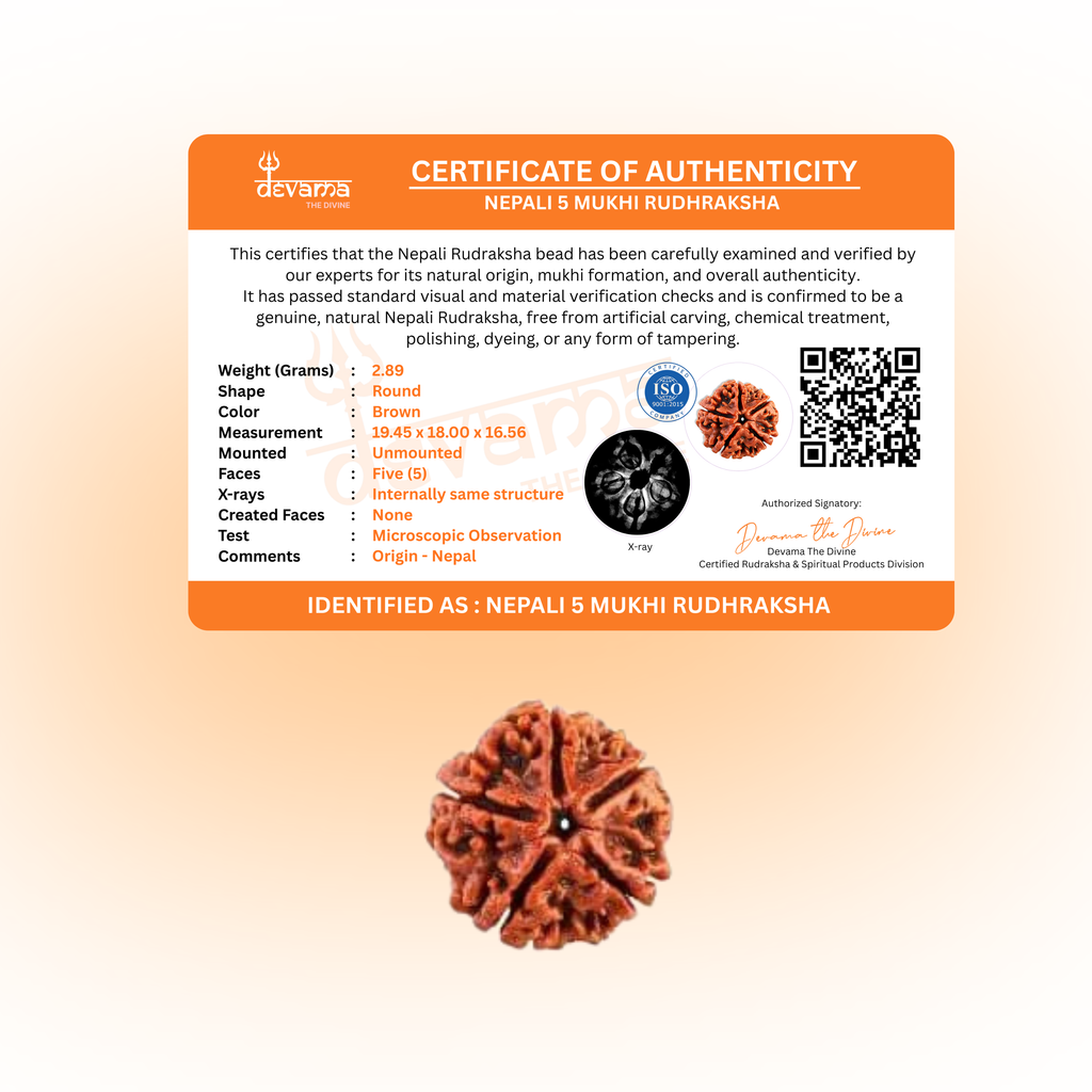 5 Mukhi Rudraksha | Five Faced Rudraksh as per Shiva Purana | Kalagni Rudra Swaroop | Certified Natural Rudraksha for Peace, Balance & Spiritual Growth