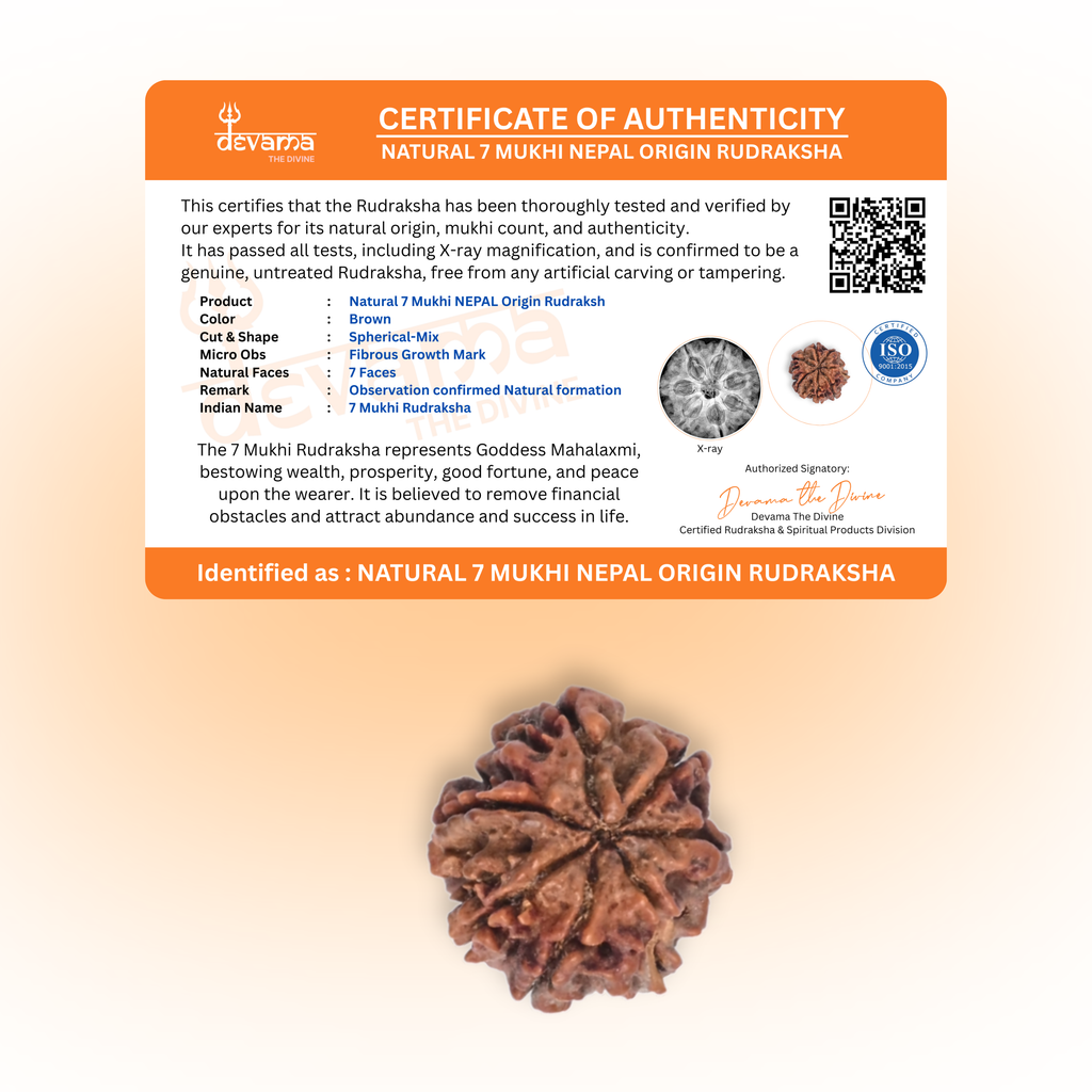 Natural 7 Mukhi Rudraksha | Certified Saat Mukhi Rudraksh Bead | Energized for Wealth, Health & Saturn Balance | Goddess Lakshmi Blessings | Vedic Astrology & Numerology Approved