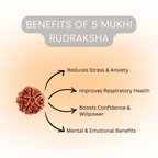 5 Mukhi Rudraksha Original – Certified Kalagni Rudra Bead