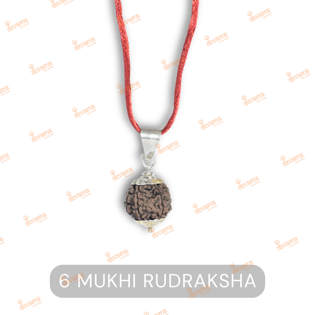 6 Mukhi Rudraksha Original – Certified Kartikeya Bead
