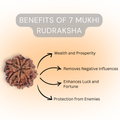Natural 7 Mukhi Rudraksha | Certified Saat Mukhi Rudraksh Bead | Energized for Wealth, Health & Saturn Balance | Goddess Lakshmi Blessings | Vedic Astrology & Numerology Approved
