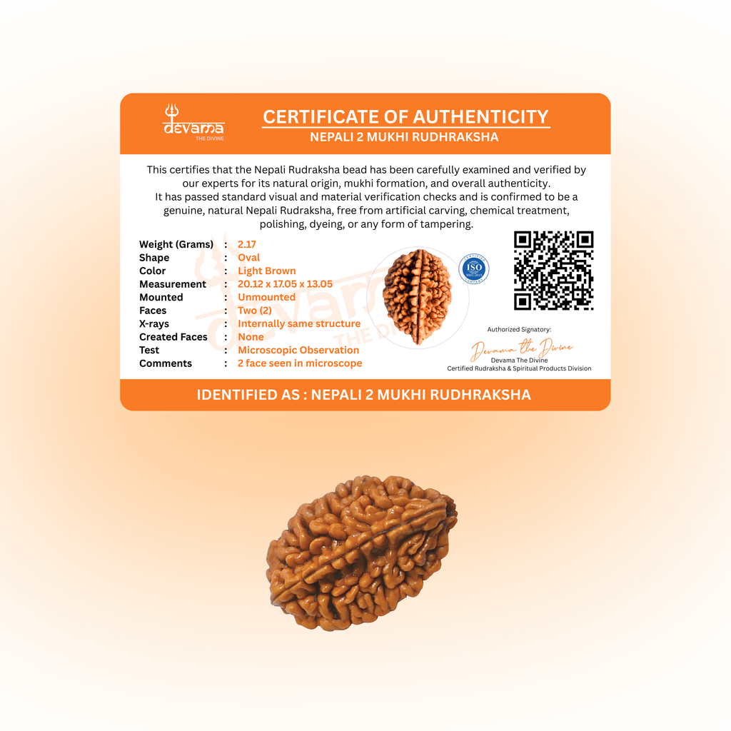 2 Mukhi Rudraksha Original | Two Faced Rudraksh as per Shiva Purana | Ardhanarishwar Form | Recommended for Relationship Issues, Stress & Emotional Stability