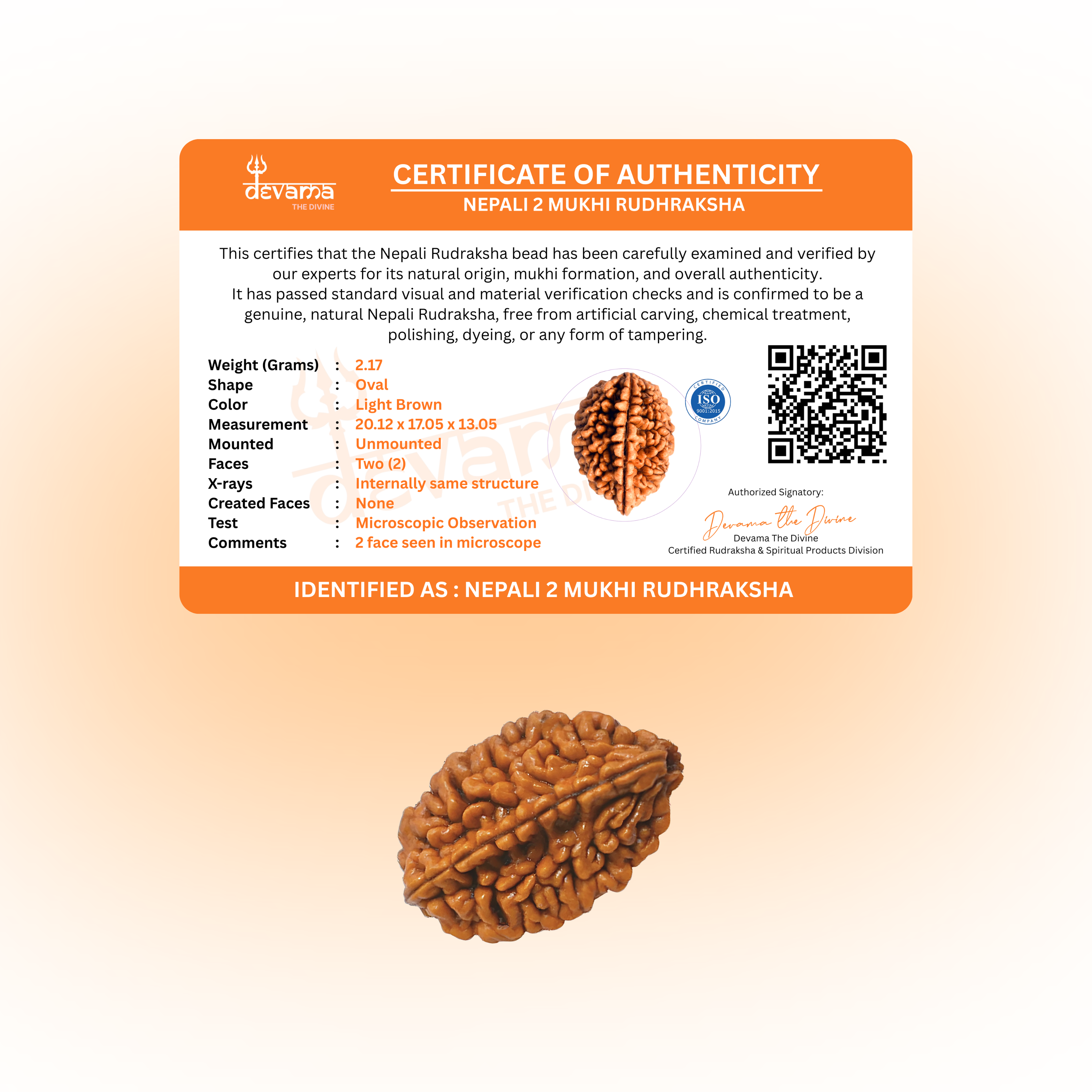 2 Mukhi Rudraksha Original | Two Faced Rudraksh as per Shiva Purana | Ardhanarishwar Form | Recommended for Relationship Issues, Stress & Emotional Stability
