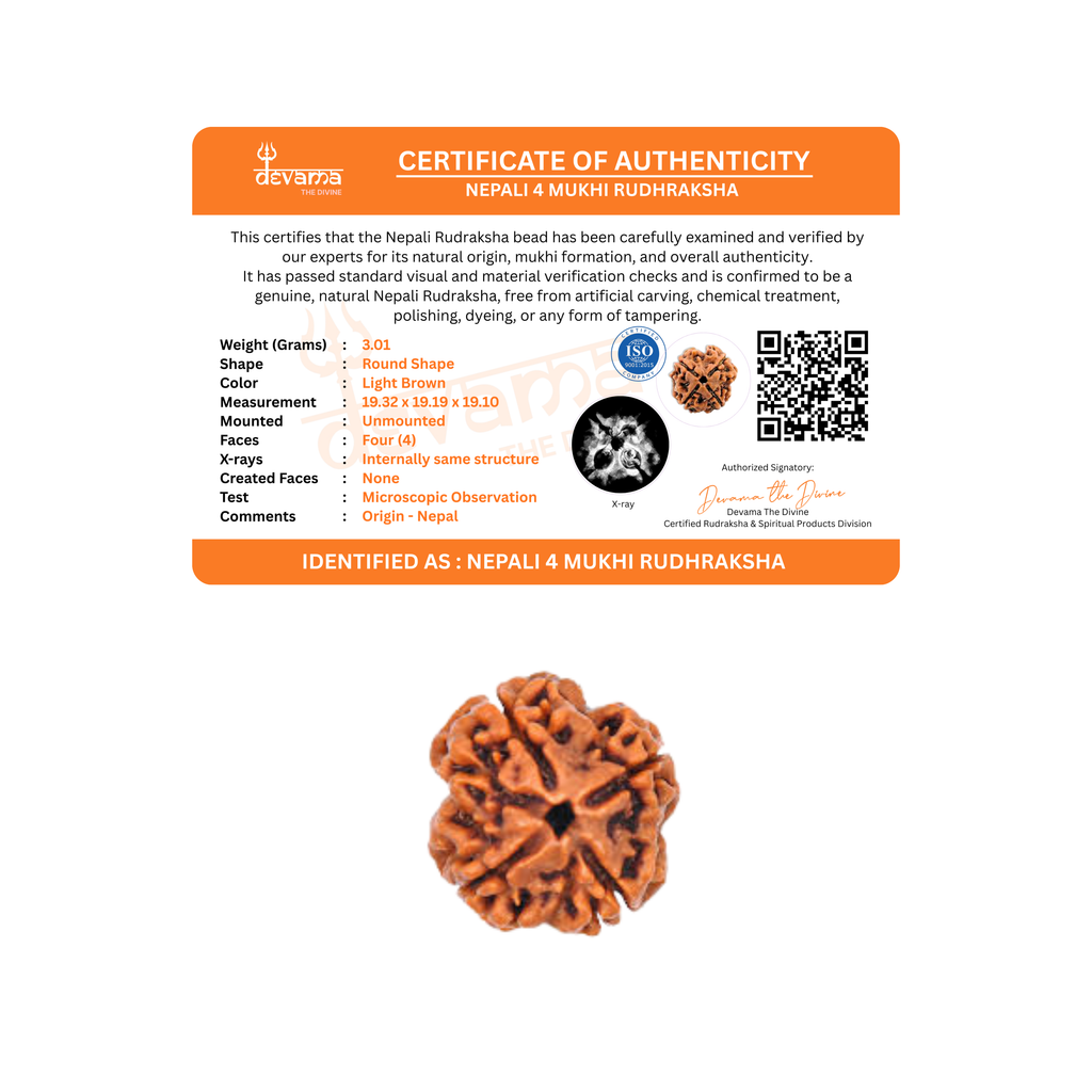 4 Mukhi Rudraksha Original | Four Faced Rudraksh Bead Mentioned in Shiva Purana | Brahma Tatva Rudraksha | Certified Natural for Intellect, Learning & Clarity