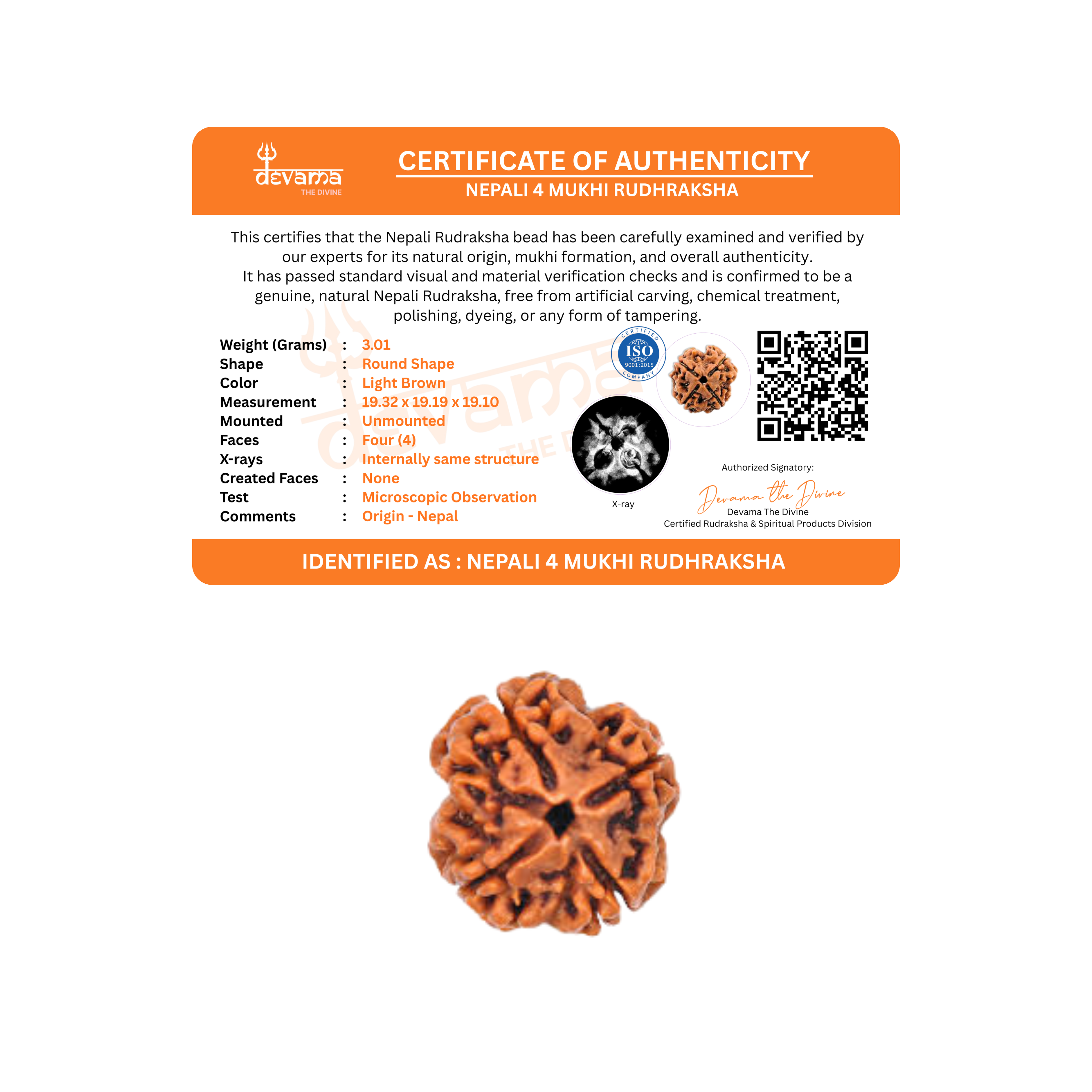 4 Mukhi Rudraksha Original | Four Faced Rudraksh Bead Mentioned in Shiva Purana | Brahma Tatva Rudraksha | Certified Natural for Intellect, Learning & Clarity