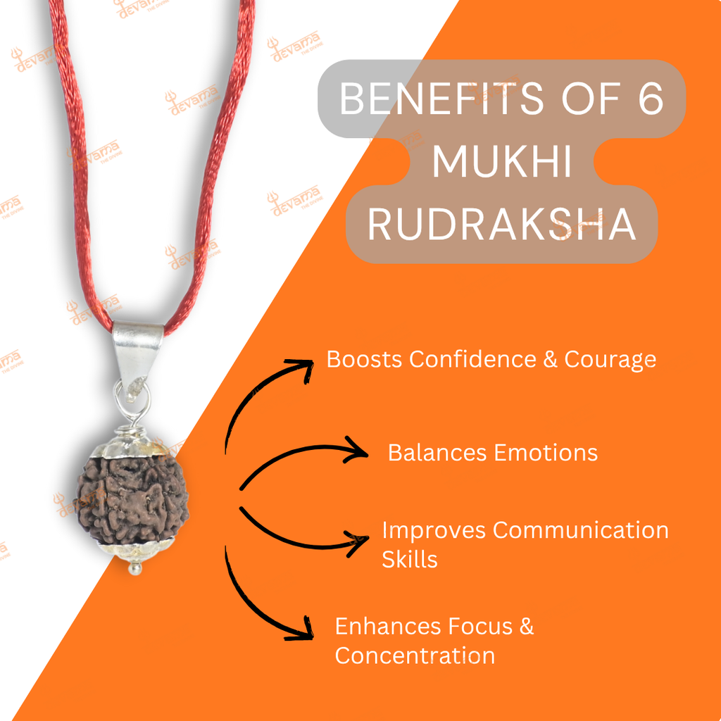 6 Mukhi Rudraksha Original – Certified Kartikeya Bead