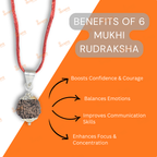 6 Mukhi Rudraksha Original – Certified Kartikeya Bead