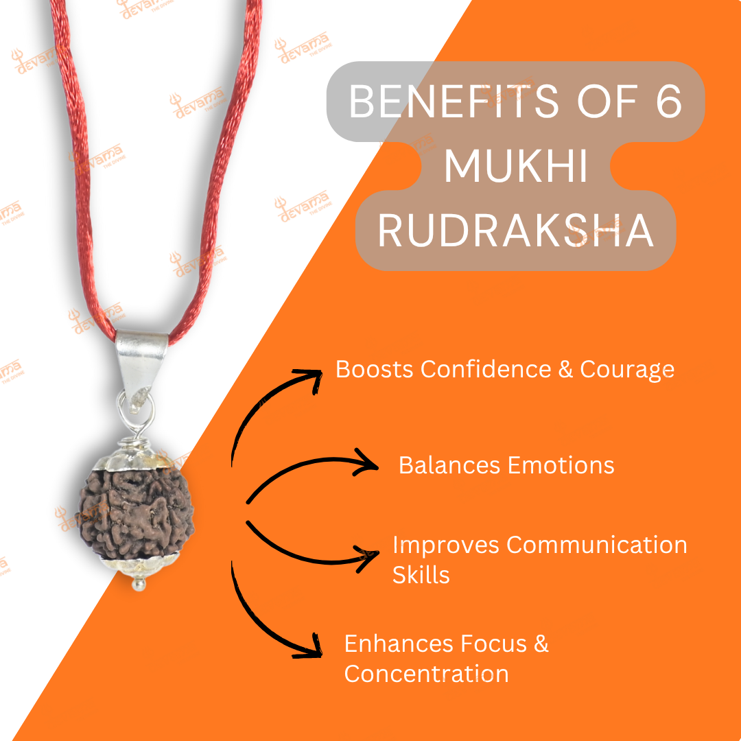 6 Mukhi Rudraksha | Six Faced Rudraksh as per Shiva Purana | Kartikeya (Skanda) Swaroop | Certified Natural Rudraksha for Wisdom, Focus & Discipline