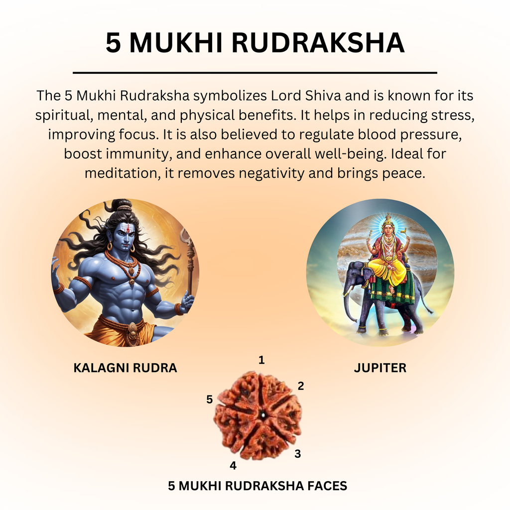 5 Mukhi Rudraksha | Five Faced Rudraksh as per Shiva Purana | Kalagni Rudra Swaroop | Certified Natural Rudraksha for Peace, Balance & Spiritual Growth