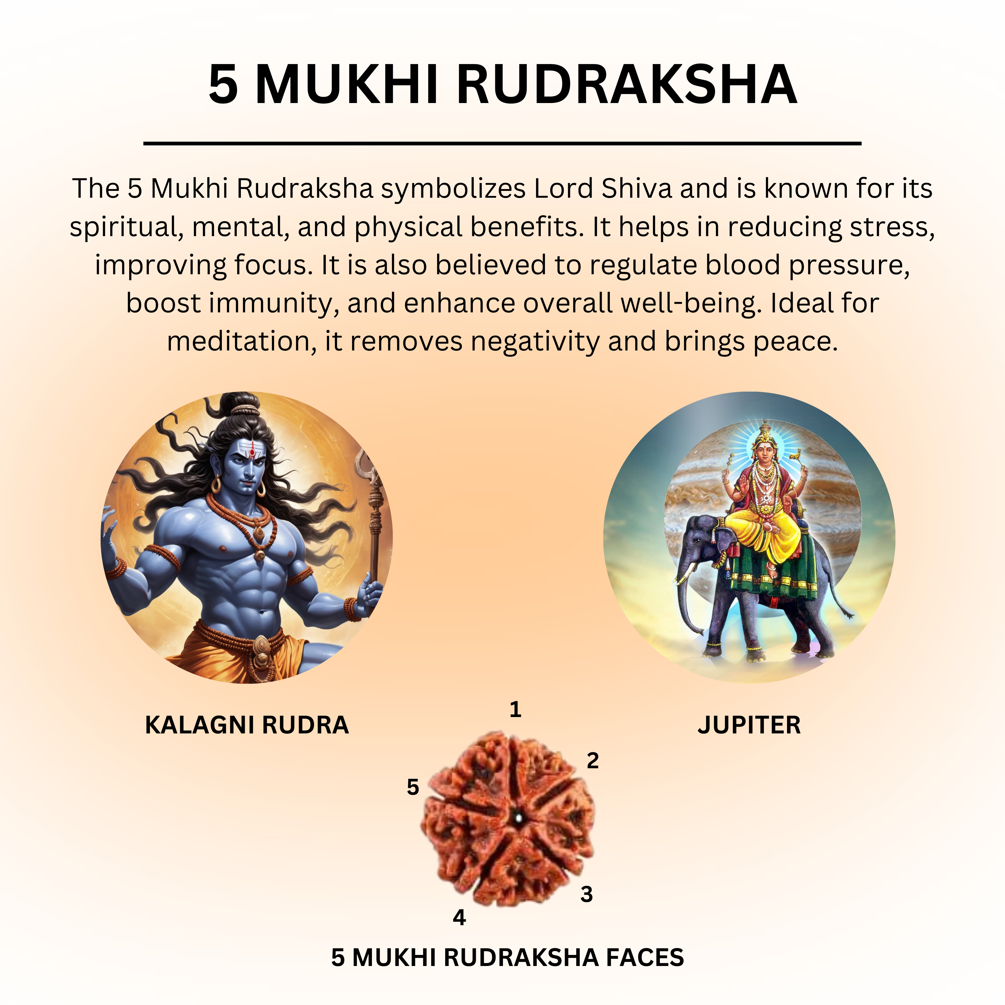 5 Mukhi Rudraksha | Five Faced Rudraksh as per Shiva Purana | Kalagni Rudra Swaroop | Certified Natural Rudraksha for Peace, Balance & Spiritual Growth