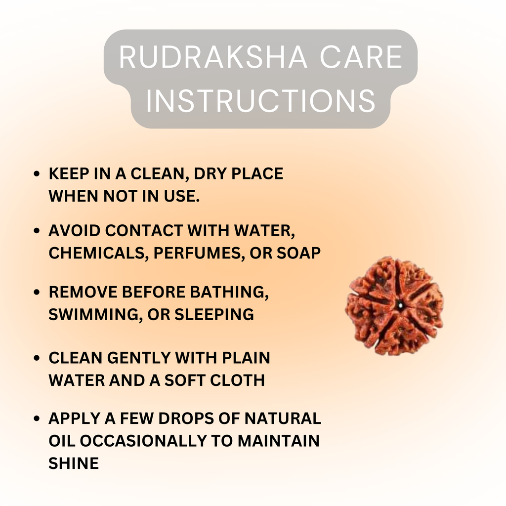 6 Mukhi Rudraksha | Six Faced Rudraksh as per Shiva Purana | Kartikeya (Skanda) Swaroop | Certified Natural Rudraksha for Wisdom, Focus & Discipline