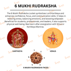 6 Mukhi Rudraksha Original – Certified Kartikeya Bead