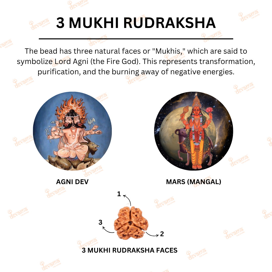 3 Mukhi Rudraksha Original | Three Faced Rudraksh Bead Mentioned in Shiva Purana | Agni Tatva Rudraksha | Certified Natural for Positivity, Energy & Self-Transformation